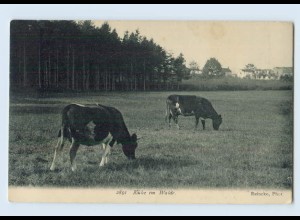 W9S54/ Kühe im Walde AK ca.1910
