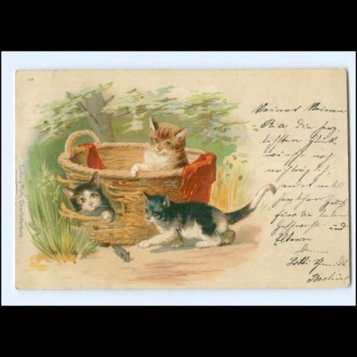 Y16940/ Katzen im Wäschekorb 1899 Litho AK