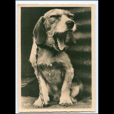 Y18434/ Dackel Hund schöne Foto AK ca.1935 