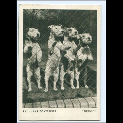 Y19111/ Rauhhaar-Foxterrier AK aus Wilk`s Hundekalender ca.1935