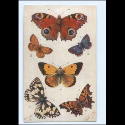 XX14595/ Tuck`s Postcard AK Butterflies and Moths Schmetterlinge ca.1910