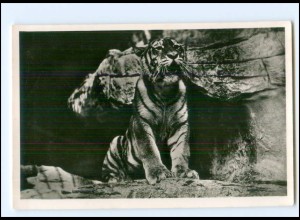 Y24661/ Hamburg Hagenbeck Zoo Tierpark Ostsibirischer Tiger AK 1956