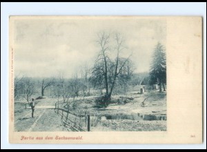 V5117-2055/ Partie aus dem Sachsenwald bei Aumühle ca.1900 AK 