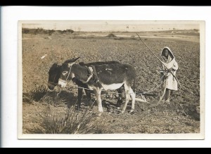 Y26810/ Afrika Ernte Eselpflug Landwirtschaft Foto AK ca.1925 Donkey