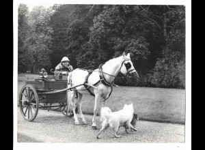 c4644/ Königin Wilhelmina mit Hunde Kutsche Foto 21 x 17 cm 50er Jahre