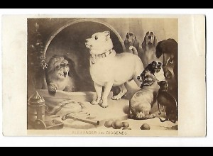S2744/ CDV Foto Hunde, Alexander and Diogenes ca.1865 Fotografie