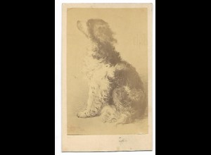 S2741/ CDV Foto Hund Atelier Valette, Paris ca.1865 Fotografie
