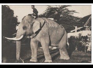 S4249/ Malaysia Elephant Elefant Foto AK ca.1925
