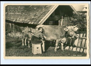 Y21696/ Sennerin melkt Kühe Photo Mauch, Oberstaufen Foto AK ca.1935