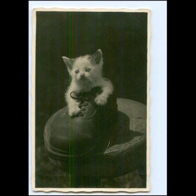 Y21838/ Kleine Katze im Schuh schöne Foto AK 1940