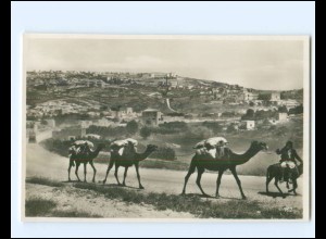 XX16864/ Nazareth Kamele Foto AK Palästina ca. 1930