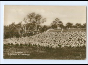 S3420/ Australien Schafherde Flock of Sheep Trinks-Bildkarte AK-Format ca.1925