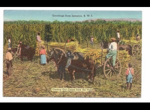 V3656/ Jamaica - Carting Out Canes from Field AK 1956