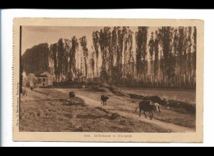 V3687/ Mazedonien AK Büffelherde im Wardatal 1917