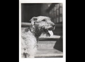 F6176/ Terrier Hund schönes Foto ca.1955-60 24 x 18 cm