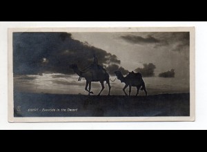 Y9763/ Egypt Ägypten Kamele Lehner & Landrock Foto AK 1926 15 x 7,5 cm